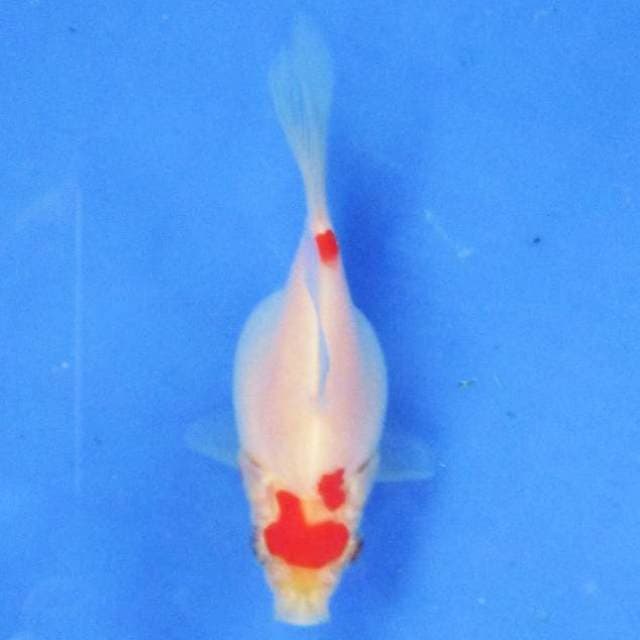 Tamasaba ±8cm