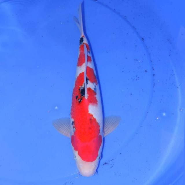 33cm SANKE RAPI