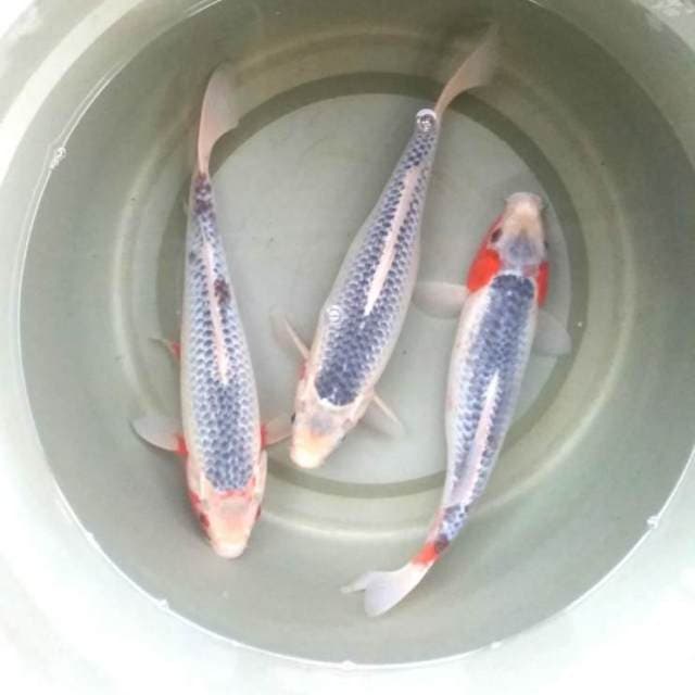 asagi 3ekor 30cm (35bu)
