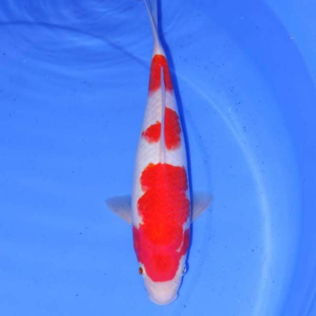 30cm KOHAKU SANDAN