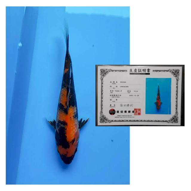 SHOWA SHINODA 25CM