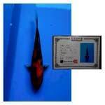 SHOWA SHINODA 25CM