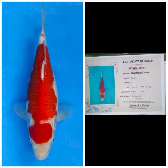 Sakamaki Maruten Kohaku