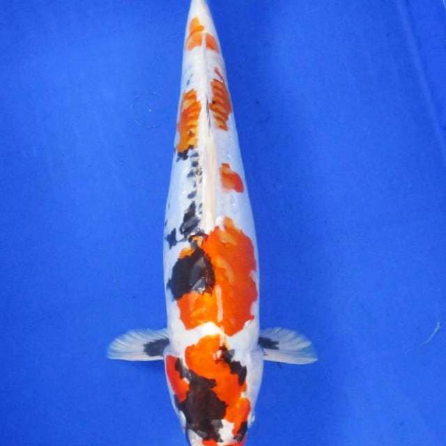 Showa doitsu hikari ±40cm