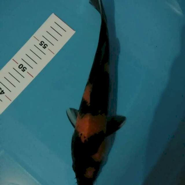 HI UTSURI 30 CM