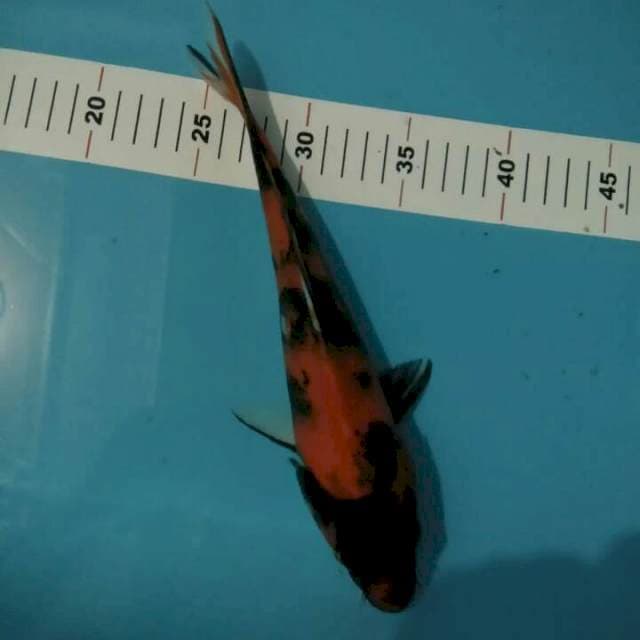 HI SHOWA 27 CM