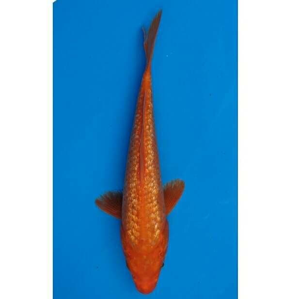 Orenji Ginrin F1