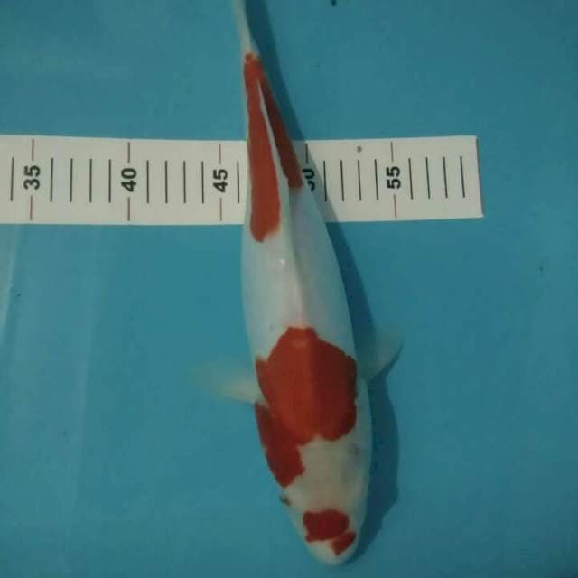 KOHAKU DOIT ARAGOKE 34 CM