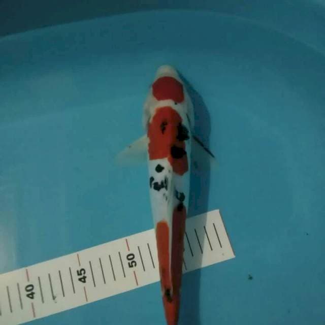 SANKE MARUTEN ARAGOKE DOITSU 33 CM