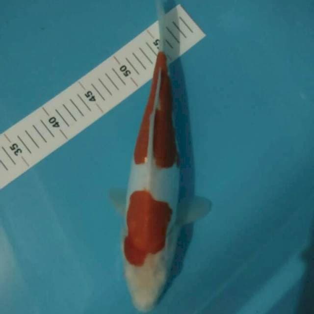 KOHAKU DOITSU 33 CM