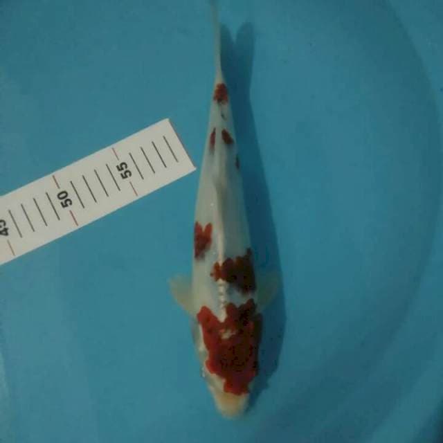 GOROMO 27 CM