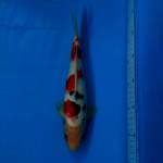 Super Sanke 35bu