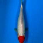 Tancho Kohaku 30cm