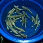 Platinum ginrin, 30 ekor