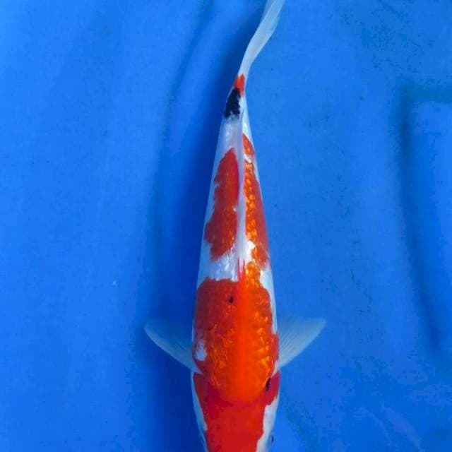 Sanke ginrin 31cm