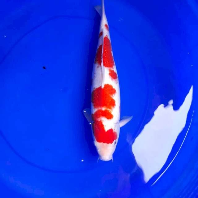 Kohaku beautiful