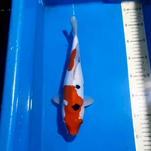 ORIGINAL SANKE DOITSU 30 CM