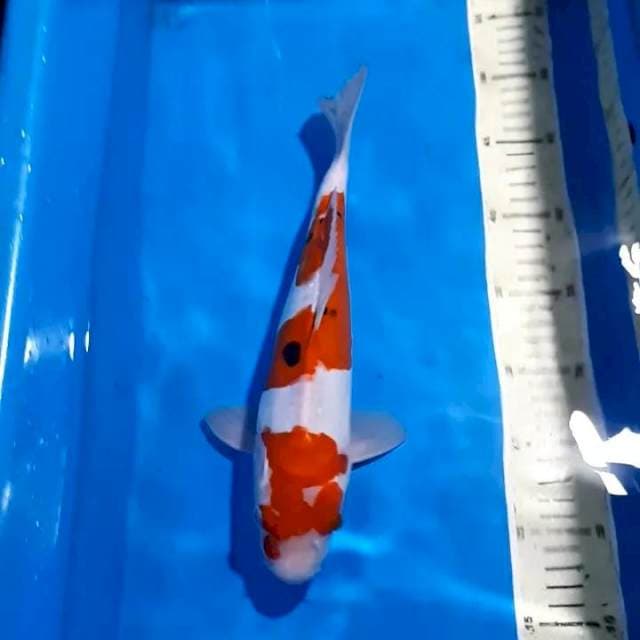 SANKE DOITSU 31 CM