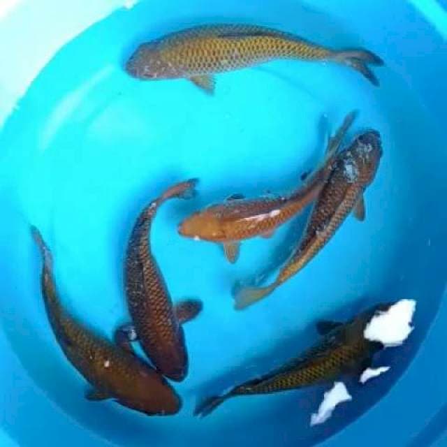 chagoi tembaga 20-25cm