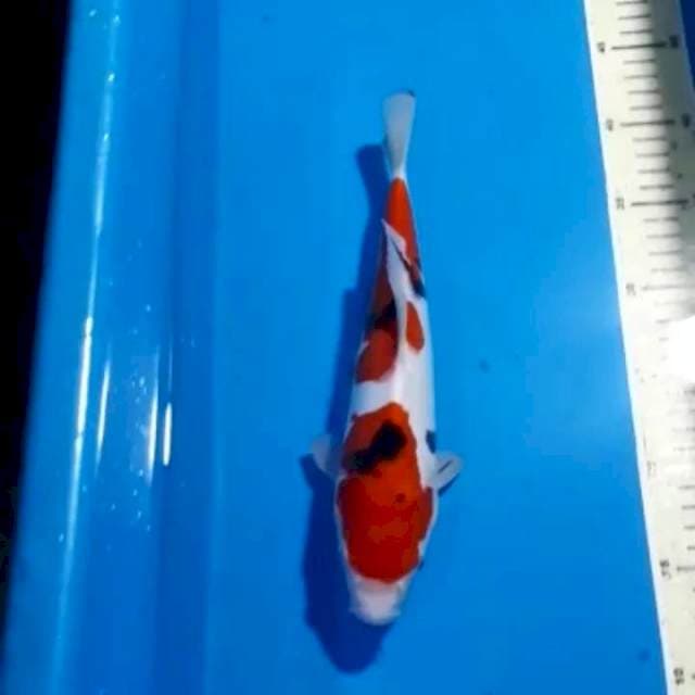 SANKE DOITSU 28 CM