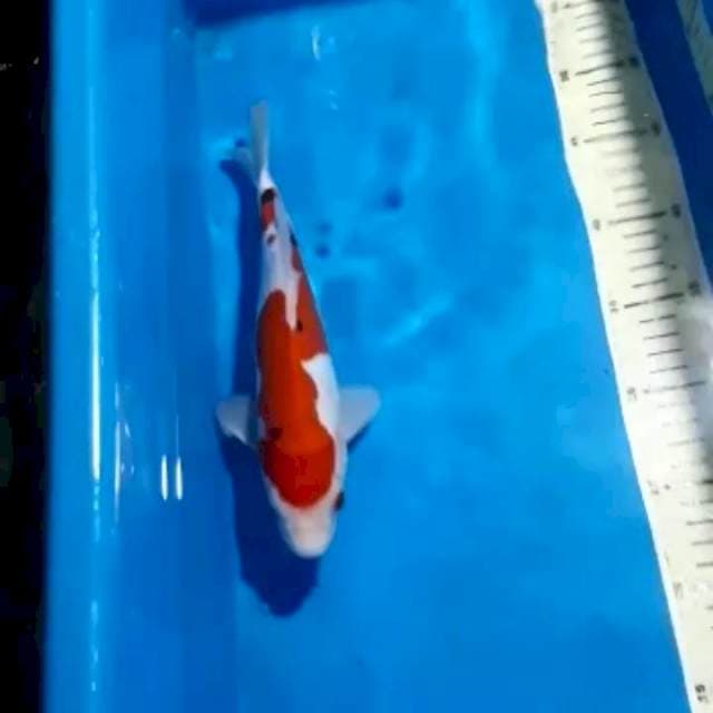 SANKE DOITSU ORIGINAL 27 CM