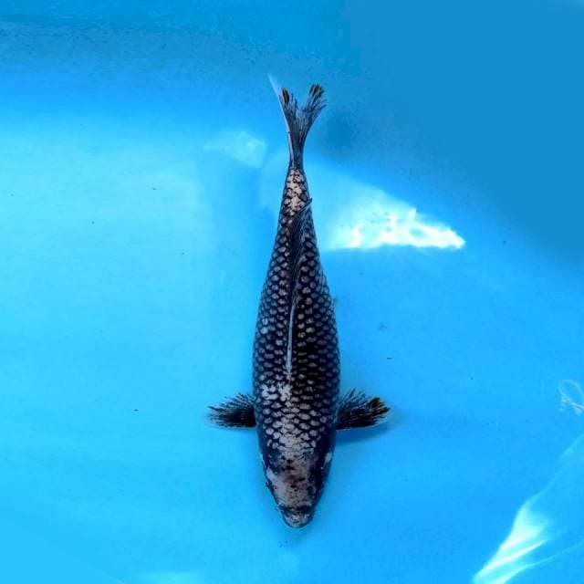 Matsukawabake 32cm Female