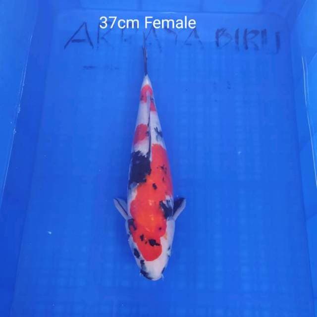 Showa Calon Indukan 37cm