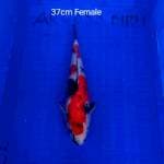 Showa Calon Indukan 37cm