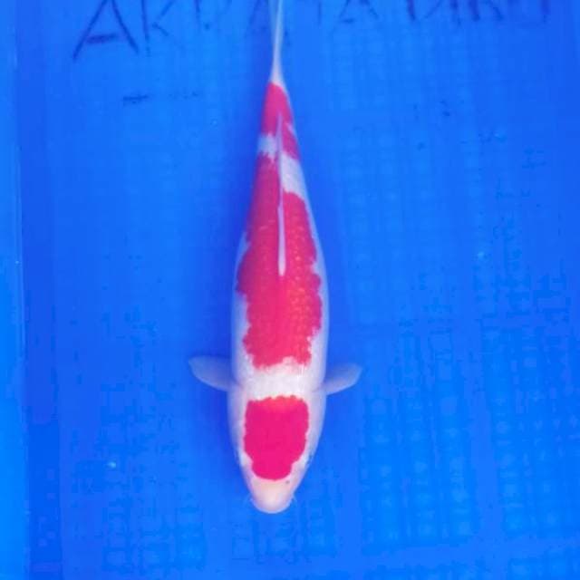 Kohaku Ginrin SQ 38cm