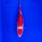 Kohaku Ginrin SQ 38cm
