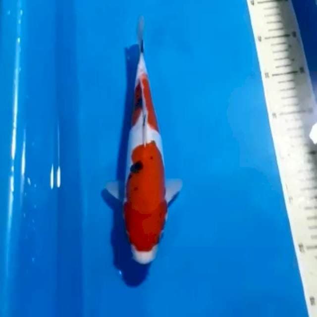 SANKE DOITSU ORI 28 CM