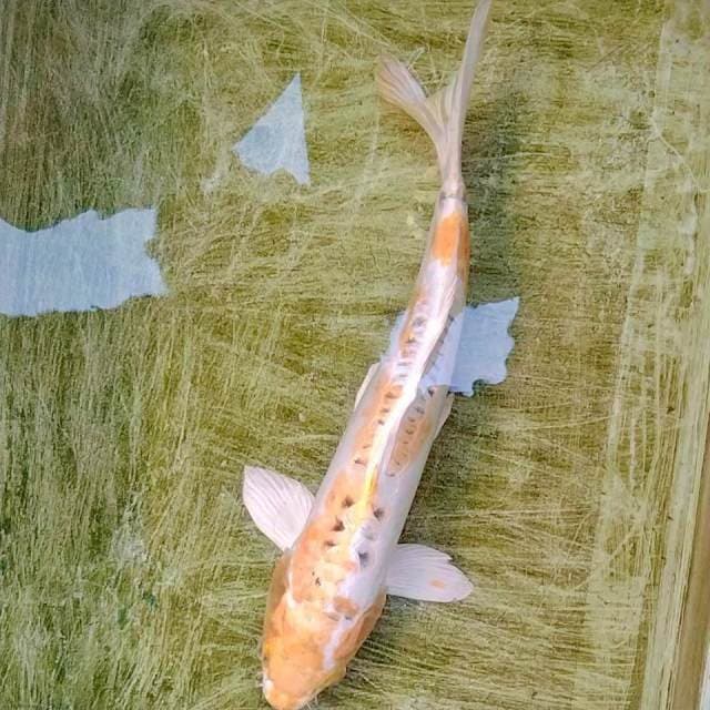 Hariwake doitsu 38cm