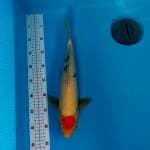 Tancho Sanke 40cm