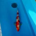 Kohaku Ginrin SQ 40cm
