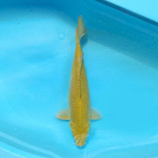 Midori 50cm Female