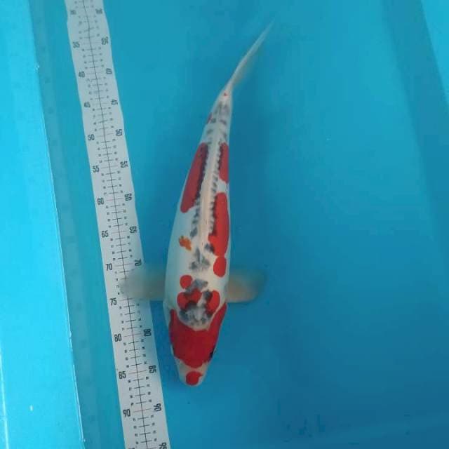 Indukan Doitsu 53cm 