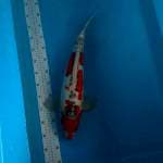 Indukan Doitsu 53cm 