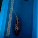 Sanke F1 Indukan Joss 55cm