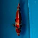 SHOWA JOSS HQ 38cm