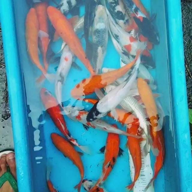Mix 20-28cm 28 ekor