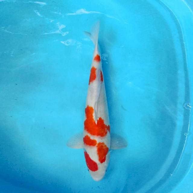 Kohaku 50cm Female