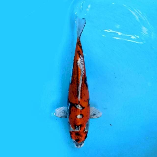 Kikokuryu 35cm
