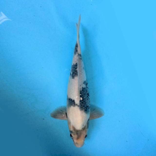 Shiro 35cm Female