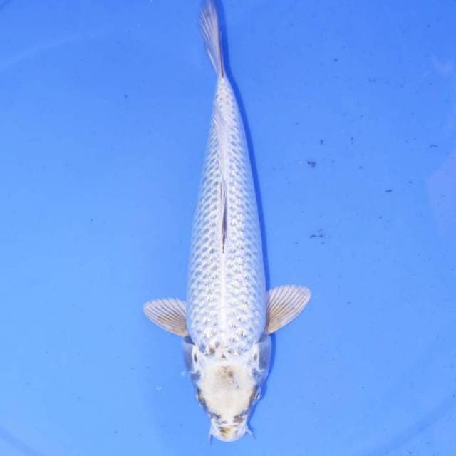 GINDRIN MUJIMONO
