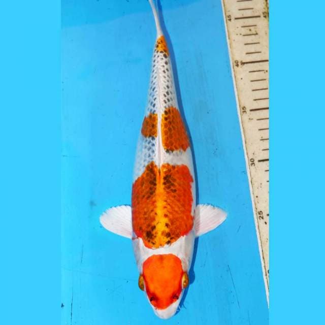 30cm MARUTEN KUJAKU