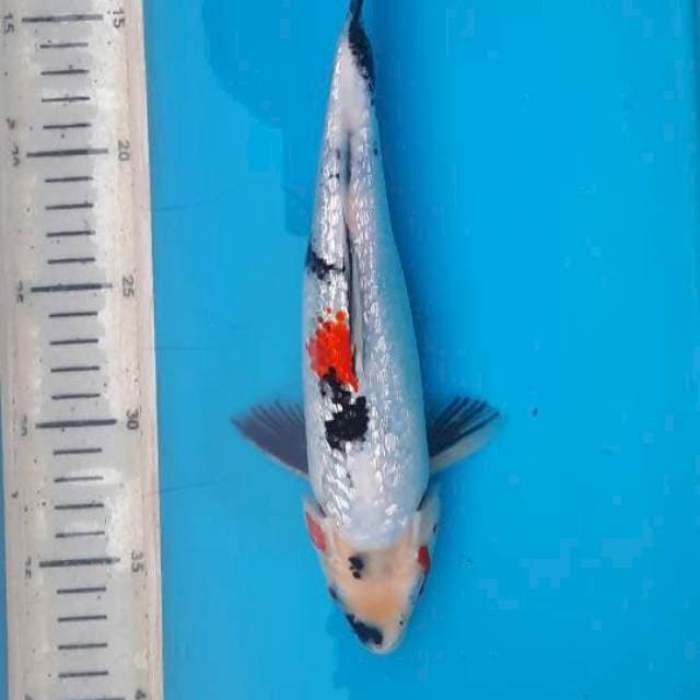 Showa gindrin 27cm 