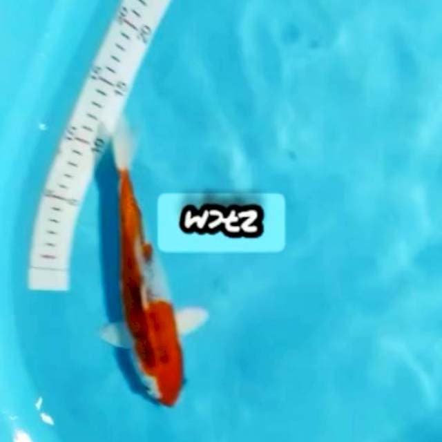 KUJAKU 27CM