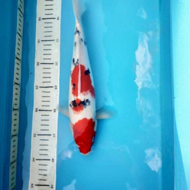 Sanke, 32cm male