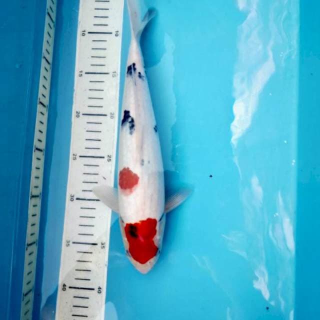 Sanke, 31cm male