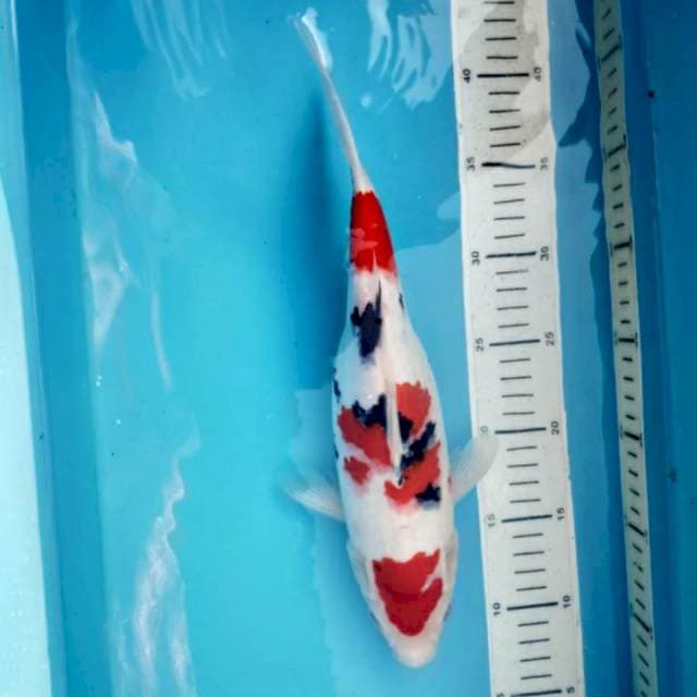 Sanke, 33cm female